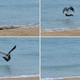 Imagen para el artículo titulado Los investigadores capturan a dos águilas torturando a un murciélago arrojándolo repetidamente al océano